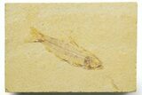 Detailed Fossil Fish (Knightia) - Wyoming #363862-1